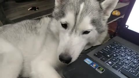 Husky wants to be petted