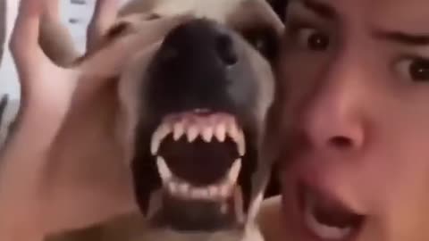 Funny Beatboxing Snarling Dog Video