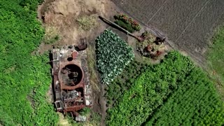Garden flourishes around Russian tank in Kyiv region