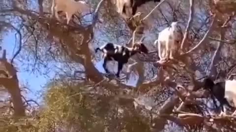 Goat's tree 🐐🐐🐐🐐