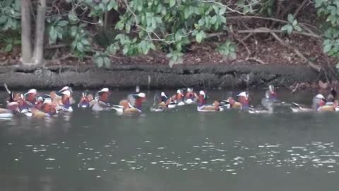 Mandarin Duck and Little Grebe