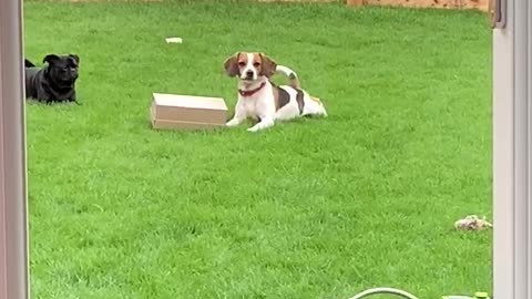 Beagle in trouble for stealing a shoe box