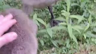 Canadian Cobra Chicken Encounter!