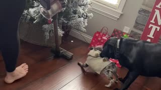 Barking Frenchie Gets Carried Away by Labrador