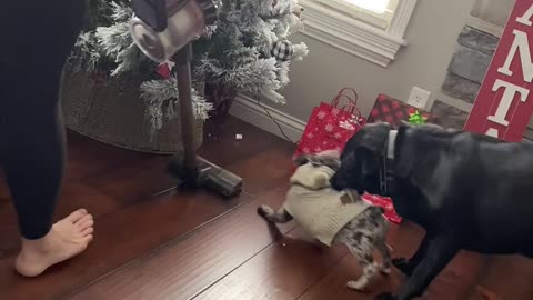 Barking Frenchie Gets Carried Away by Labrador