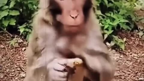 I just got humiliated?by a monkey?