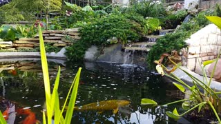 Colorful Japanese Koi Pond