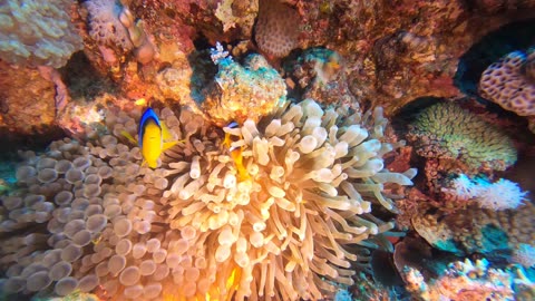 Red Sea SCUBA Diving - Clownfish family with babies