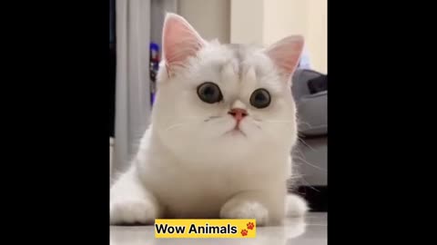 Baby Cats -CUTE And FUNNY cat videos Compilation #3|Wow Anim...