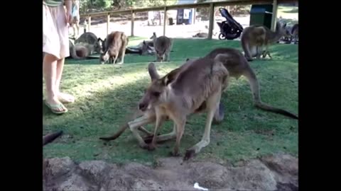 AUstralian Kangaroos & Joeys - Compilation