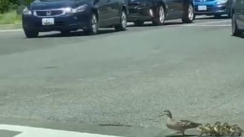 Man Helps Mother Duck And Her Ducklings To Cross Road By Stopping Cars