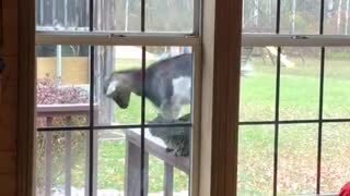 Goat Accidentally Makes Cat Take a Tumble