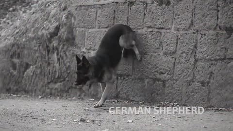 Amazing Trained & Disciplined German Shepherd Dogs