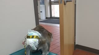 Monkey tries to escape vet's office by opening door