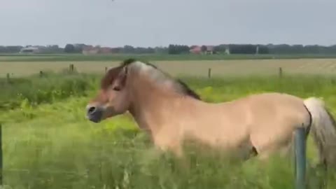 Majestic Horse That Likes the Music Grooving