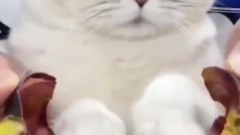 Cat can also smile