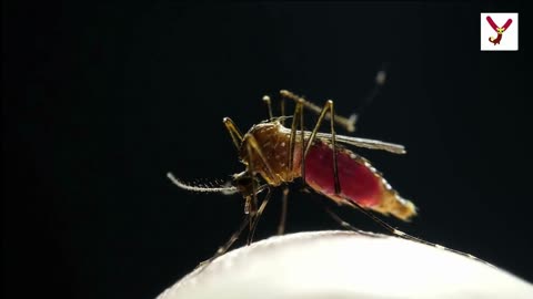 See the Tiny Terrors 10 interesting facts about Mosquitoes.
