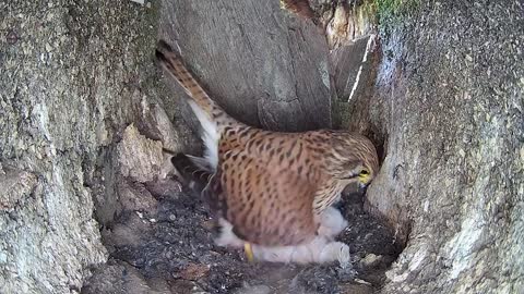 Kestrel Chicks All Alone After Mum Disappears-7