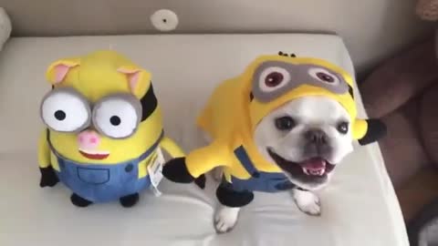 Bulldog Francés se convierte en un Minion de peluche