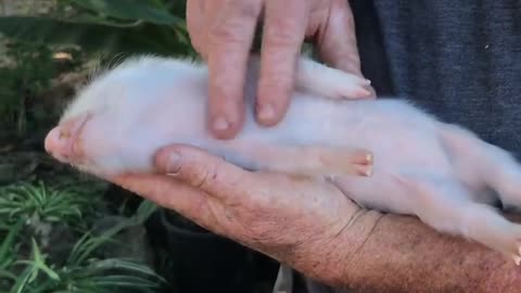 This Adorable Piglet Loves Belly Rubs More Than Anything In The World