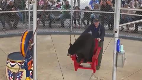 Bear gets pushed in a Swing! So cute!