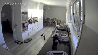 Magpies Caught Stealing Pet Food on Security Camera