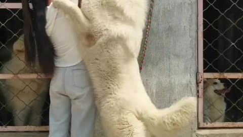 Monster white Caucasian shepherd dog