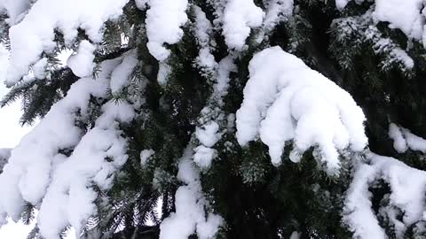 Christmas Trees Landscape Live - Snowfall | Watch & Relax