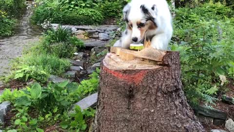 Smart Aussie plays Click&Treat!