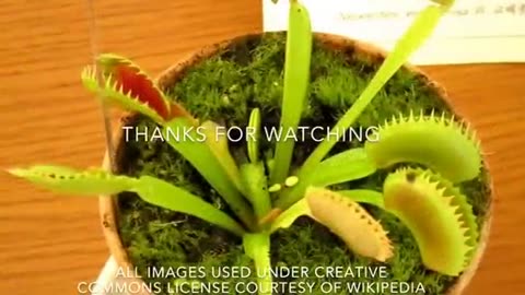 Venus Fly Trap Facts: 9 Facts about Venus Fly Traps