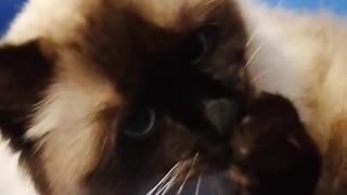 Cute cat taking bath