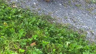 Goldendoodle Meets Hedgehog