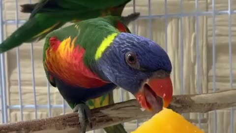 Parrot birds eat orange