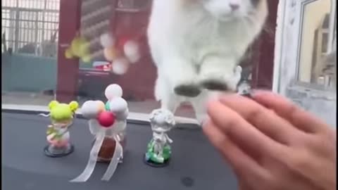 Meet the Purr-fect Car Washer, Good at Window Wiping