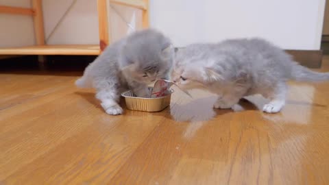 The kitten that immediately steals the food from the daddy cat is so cute