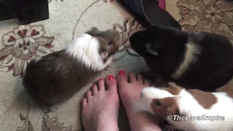 Cute Herd of Guinea Pigs Petitions For A Snack