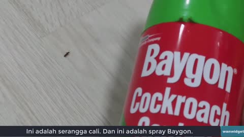 Bunuh Serangga Semut Charlie Dengan Spray Baygon