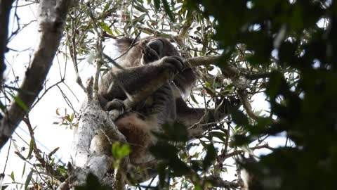 I live and eat in the tree