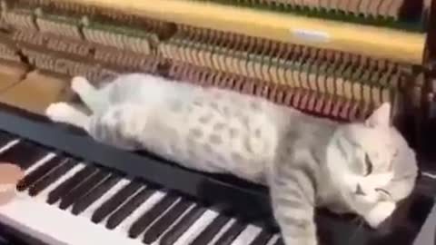 Pianist cat..