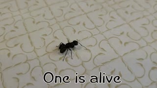 Life Lessons From Ants