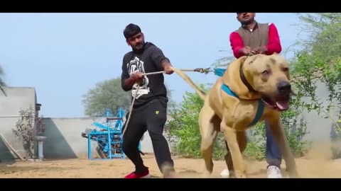 Pakistani PITBULL Bully Dog 2023 👿 Pak Bully Dog Fight World Champion Pak Bully