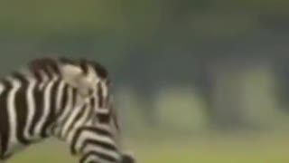 Angry zebra attack on cheetah cubs #shorts #zebravscheetahcubs