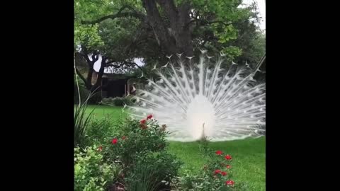 _Most beautiful peacocks opening feathers_