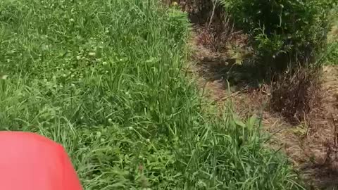 Mowing in a tree farm near Doylestown pa at highland hill farm