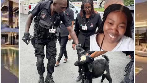 Goat arrested in south Africa