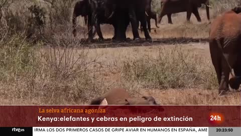 CRISIS CLIMÁTICA: Varias ESPECIES en PELIGRO de EXTINCIÓN por la SEQUÍA que azota KENIA