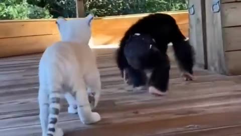 Cute animals funny 🤣 videos