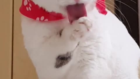 Funny cat licking leg