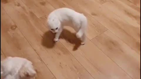 The cutest video ever, this cat need to wear the mask of Zoro while she is dancing with the dog.