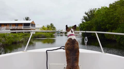 Journey By Boat With My Dog